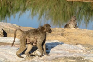 Escapade au Parc Kruger